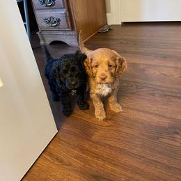 Cockapoo Puppies from Windy Ridge Cockapoos
