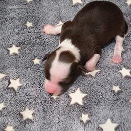 Halo - White and chocolate male Chinese Crested puppy in Frederick, Maryland from Lovable Cresteds