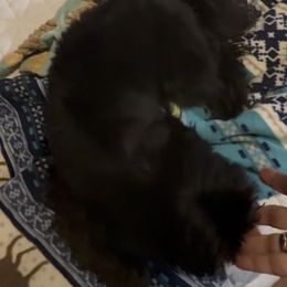 Mia - Black female Shih Tzu puppy in Covington, Georgia from Top Hats 2  Shih Tzu’s