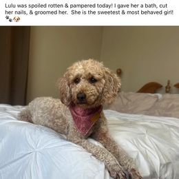 Lulu - Poodle