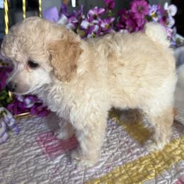 Poodle Puppies from Those Prissy P. Poodles