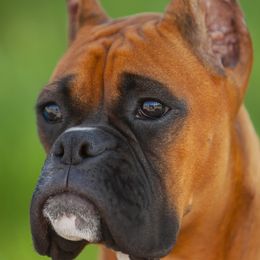 Boxers from Carbine Boxers