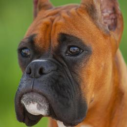 Boxers from Carbine Boxers