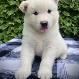 Crowley - White male Alaskan Malamute puppy in Michigan from Warrior’s Legacy Alaskan Malamutes
