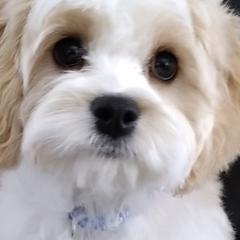 Cavachon, Cavalier King Charles Spaniel, and Cavapoo Puppies from Cavachon Love