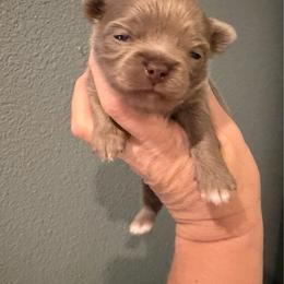 Arlo - Chocolate blue male Chihuahua puppy in Newport Beach, California from Exotic City Pomeranians and chihuahuas