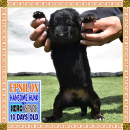 EPSILON - Black and red male German Shepherd puppy in Murrieta, California from Diamond Oaks German Shepherds