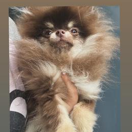 Pomeranian puppies from Twins Dream Poms