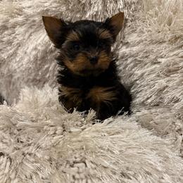Reno - Black and gold male Yorkshire Terrier puppy in Moses Lake, Washington from Oasis' Yorkshire Terriers