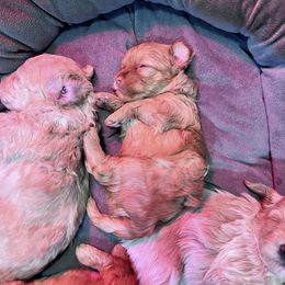 Maltipoo Puppies from Jessica's Maltipoos