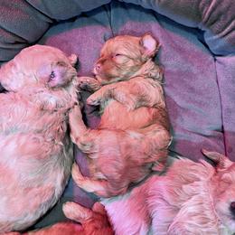Maltipoo Puppies from Jessica's Maltipoos