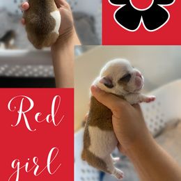 Bulldog Puppies from Villaobos kennels LLC