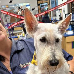 Cookie - Scottish Terrier