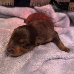 Boy 6 - Red tri-color male Australian Shepherd puppy in East Hartford, Connecticut from CT Aussies