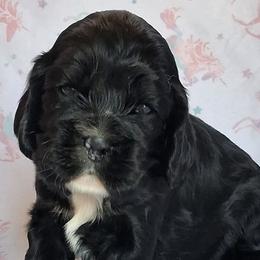 Lupin - Black male Cocker Spaniel puppy in Crossville, Tennessee from Timber Sunrise Cockers