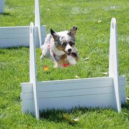 Miniature American Shepherd All Grown Up from Wx Kennels