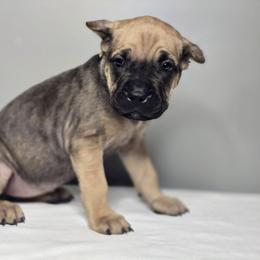 Ezra - Fawn female Cane Corso puppy in Elkhart, Indiana from Martins Almighty Cane Corsos