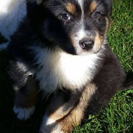 Australian Shepherds from Perkins Family Aussies