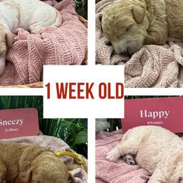Goldendoodles from Gingerdoodles