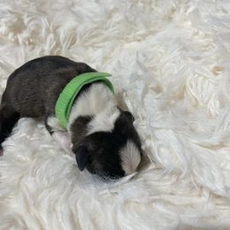 Pumpkin - Black brindle and white male Boston Terrier puppy in Johnstown, Colorado from R&M Bostons