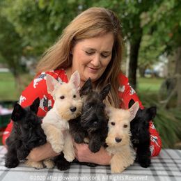 Scottish Terrier and Sealyham Terrier Puppies from Afterglow Kennels, LLC