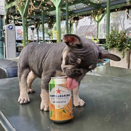 French Bulldogs from Quality Control Frenchies