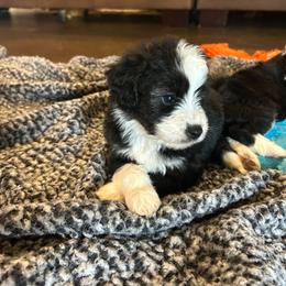 Boy 1 - Black tri-color male Aussiedoodle puppy in Edgar Springs, Missouri from Scott’s Aussies LLC