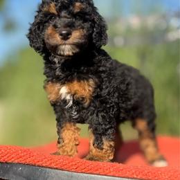 Mona - Phantom female Poodle puppy in Aubrey, Texas from Four Willows Farm