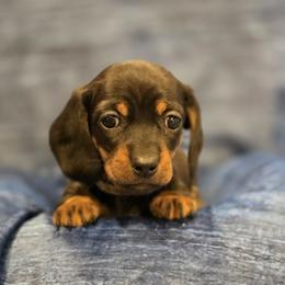 Girl 1 - Blue and tan female Dachshund puppy in Virginia City, Nevada from V.C. Weenies