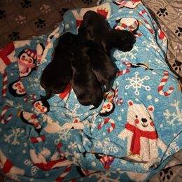 Scottish Terrier puppies from Gail's Scottish Terriers