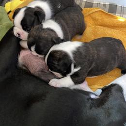 Boston Terrier puppies from Wagtime Boston Terriers