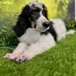 Independence - Phantom Poodle puppy in Middlebourne, West Virginia from El Silencio Standard Poodles