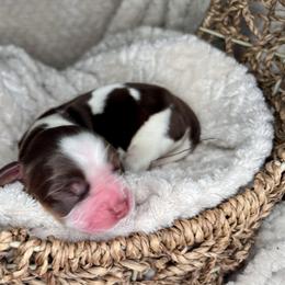 Xavier - Tri-Roan male English Springer Spaniel puppy in Swainsboro, Georgia from Sweet Georgia Springers