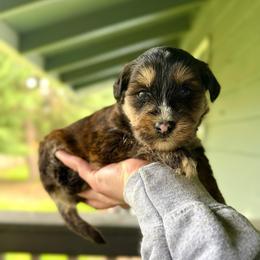 Boxie - Tri-color female Pomsky puppy in Campton Hills, Washington from Urban Miracle’s