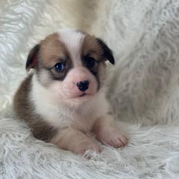 Boy 2 - Red male Pembroke Welsh Corgi puppy in Morton, Mississippi from Southern Magnolia Corgis