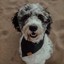 Bernedoodles from Doodles & Co. Breeding