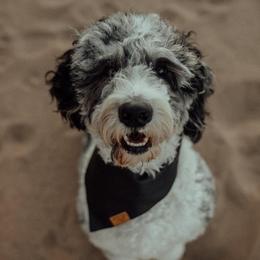 Bernedoodles from Doodles & Co. Breeding