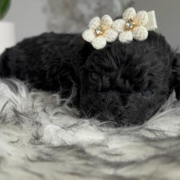 Marlowe - Black female Poodle puppy in Tampa, Florida from Designer Puppy Boutique
