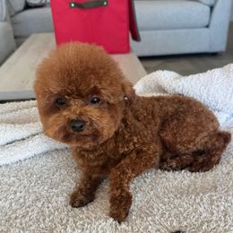 Ryder - Red  male Poodle puppy in Queen Creek, Arizona from Prestigious Toy Poodles