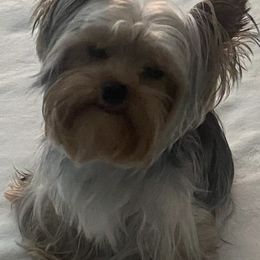 Yorkshire Terriers from Rhonda's Yorkshire Terriers