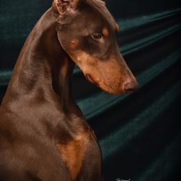Rogue - Doberman Pinscher