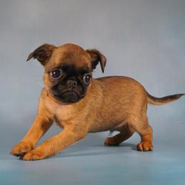 AKC Brown Collar - Red male Brussels Griffon puppy in Florida from Robin’s Griffons