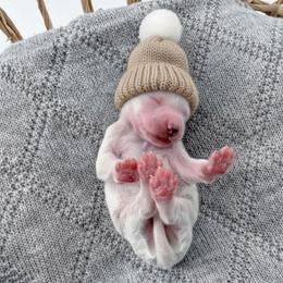 Beanie - Parti male Goldendoodle puppy in Jamestown, Kentucky from Milk & Honey Doodles