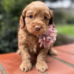 Birdie - Caramel red female Australian Labradoodle puppy in Citrus Heights, California from Elite Blend Labradoodles