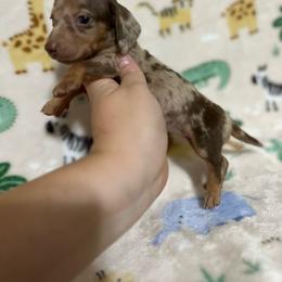 Pearl - Dapple female Dachshund puppy in Springfield, Tennessee from Savannah’s Doxie Palace