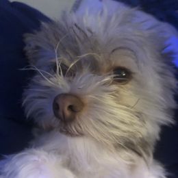 Hero - Havanese