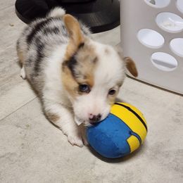 American Corgi Puppies from Wigglebutts American Corgis