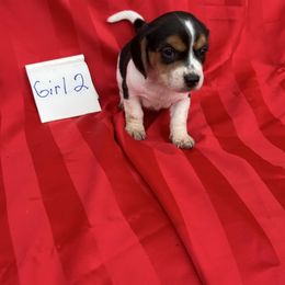 Beagle puppies from Linda's Puppies
