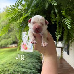 Jig - Yellow male Labrador Retriever puppy in Lenoir, North Carolina from Wooten Retrievers