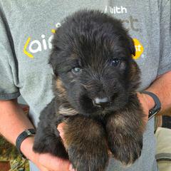 Legacy - Black and red male German Shepherd puppy in Columbus, Indiana from Stony Lonesome GSD